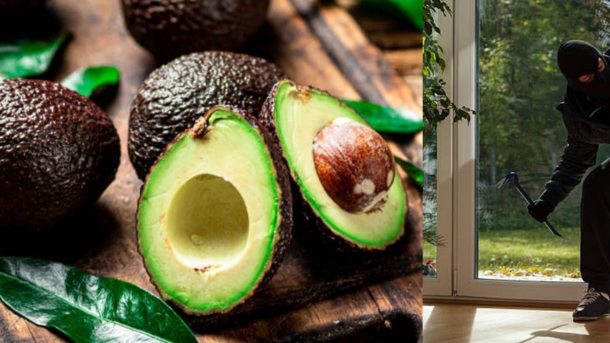 Capturan a un hombre de 37 años que se robó 50 kilos de aguacate en una finca de Manizales