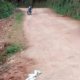 Estos serán los responsables del asesinato de dos menores de 14 y 17 años en zona de Ansermanuevo, en el norte del Valle: indicios de las autoridades