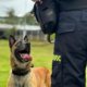 Kira, el terror de los narcos que quieren sacar grandes cantidades de droga de Bogotá