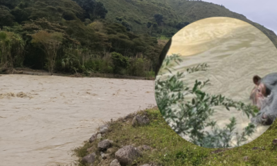 esto dice la autoridad ambiental sobre la foto viral y este supuesto registro en la zona