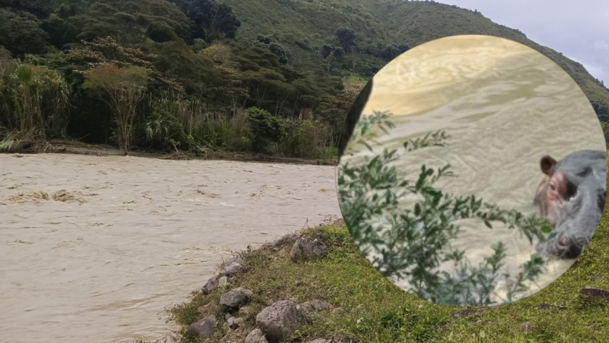 esto dice la autoridad ambiental sobre la foto viral y este supuesto registro en la zona