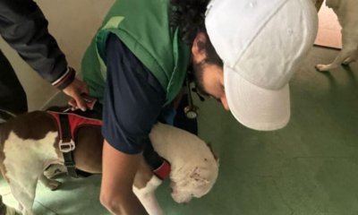 Rescatan a dos perros por presunto abuso sexual en el suroriente de Bogotá