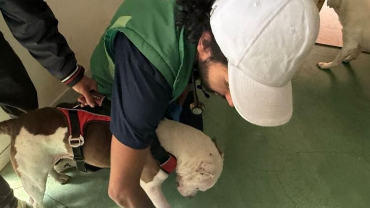 Rescatan a dos perros por presunto abuso sexual en el suroriente de Bogotá