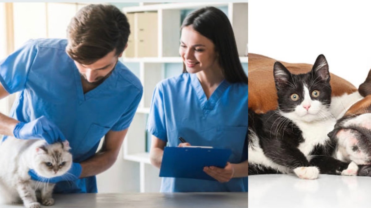 conoce el cronograma y cómo llevar a su gato o perro