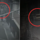 entraron con 'escalera humana' y huyeron en taxi