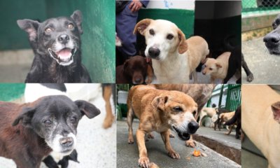Medellín busca que algún animal 'viejito' de La Perla se quede atrás