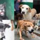 Medellín busca que algún animal 'viejito' de La Perla se quede atrás