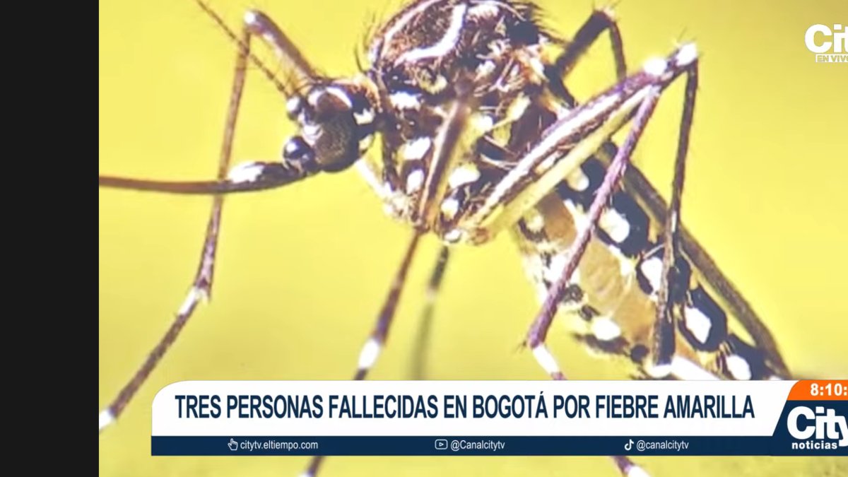 Tres personas murieron en Bogotá por fiebre amarilla tras regresar de zonas endémicas, alertan autoridades de salud