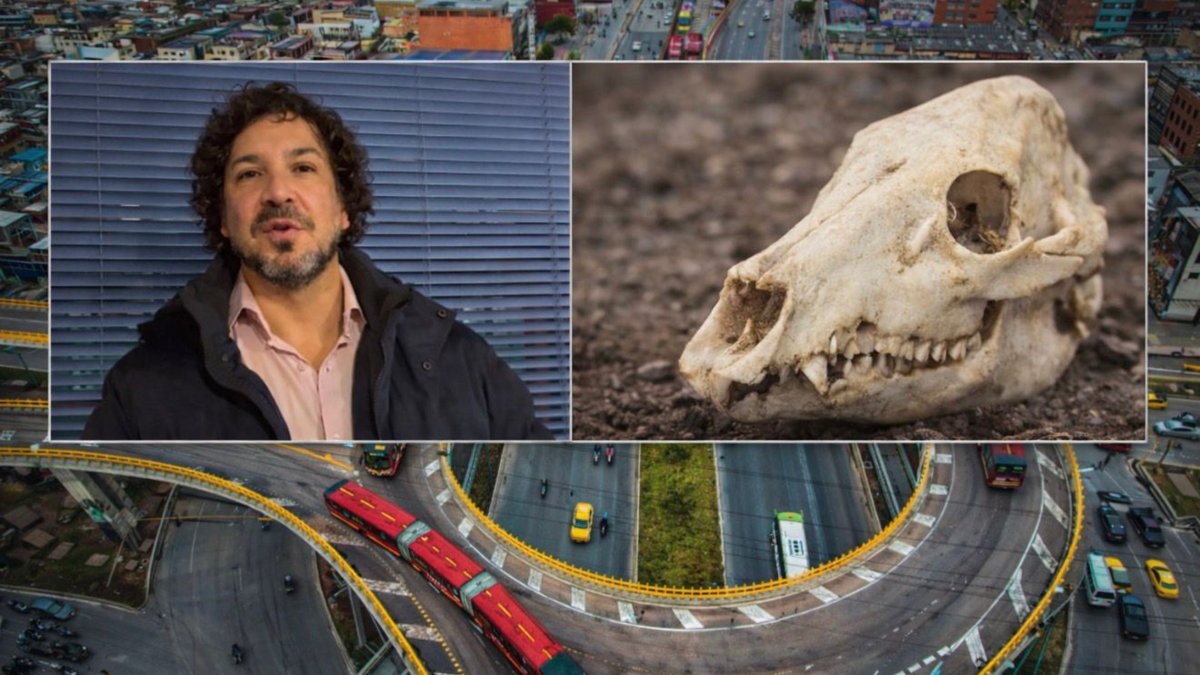 Estos son los primeros avances de la investigación sobre los cráneos de animales encontrados en la carrera 30 con calle Sexta.