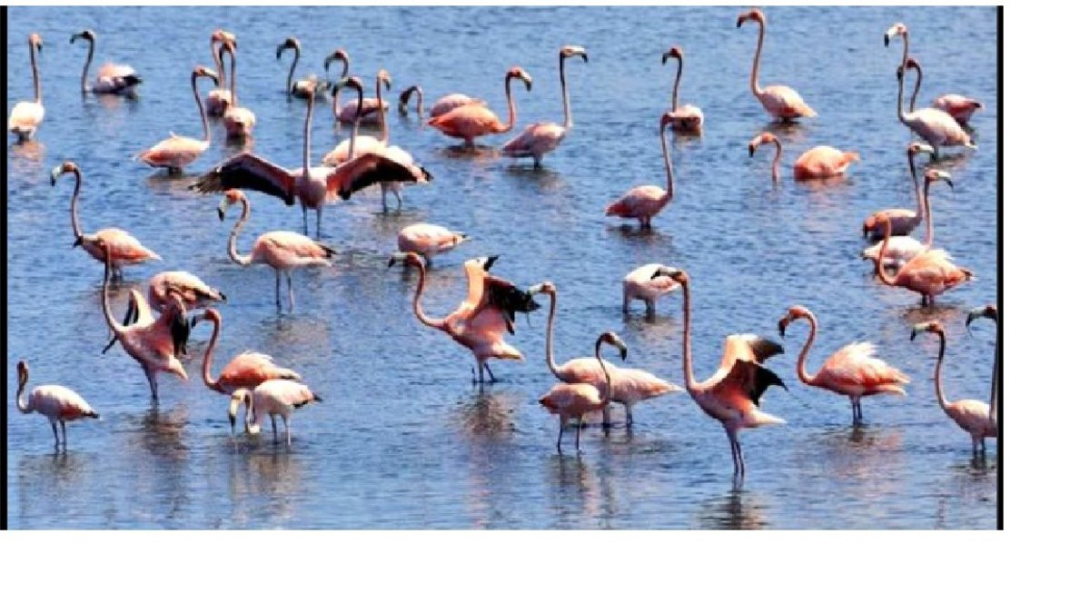 Avistamiento de Flamencos Rosados ​​en la Ciénaga de la Virgen de Cartagena trae esperanza al deteriorado cuerpo de agua, ayer despensa pesquera