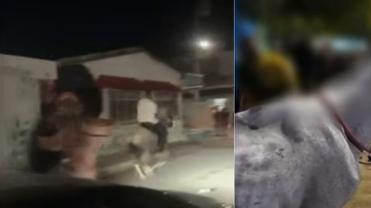 Autoridades se pronuncian tras videos de caballos maltratados y utilizados para carreras clandestinas en Cartagena: 'Van a ser denunciados'