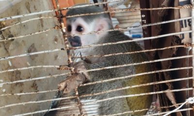 Policía rescató a 10 animales que tenían como mascotas en Bogotá