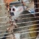 Policía rescató a 10 animales que tenían como mascotas en Bogotá