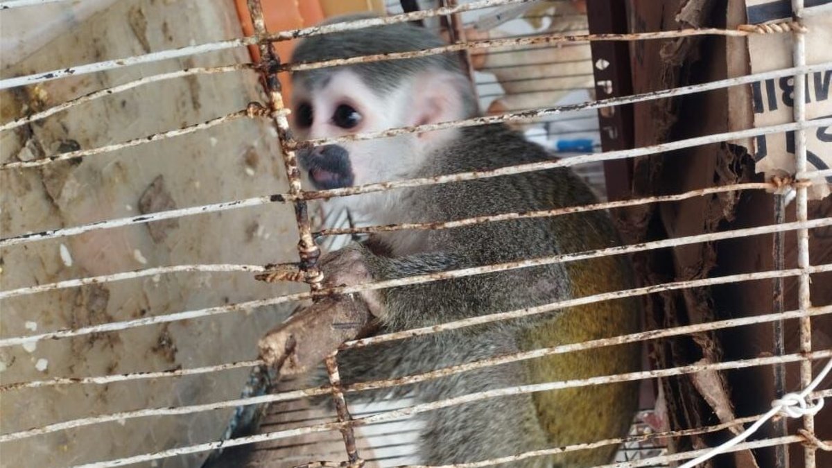 Policía rescató a 10 animales que tenían como mascotas en Bogotá