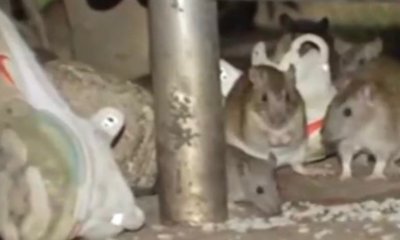 Alerta sanitaria en dos barrios de Engativá por proliferación de ratas