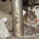 Alerta sanitaria en dos barrios de Engativá por proliferación de ratas