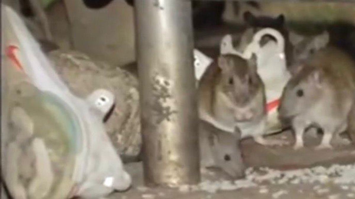Alerta sanitaria en dos barrios de Engativá por proliferación de ratas