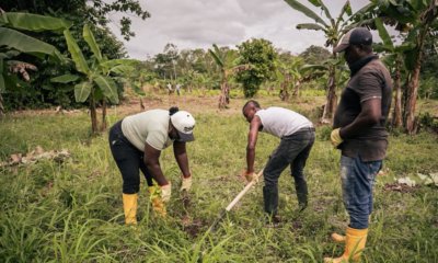 Comunidades campesinas de Tumaco cambian hectáreas de coca por surcos de alimentos y cultivos lícitos