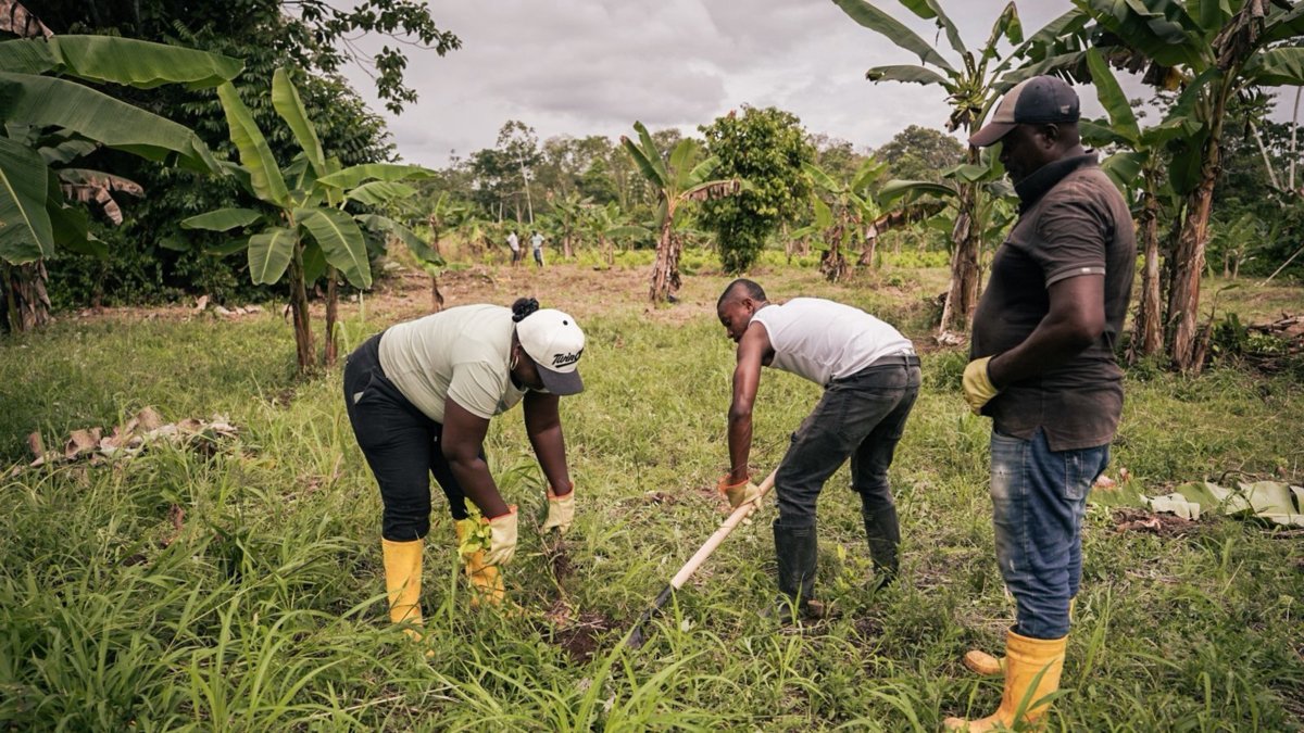 Comunidades campesinas de Tumaco cambian hectáreas de coca por surcos de alimentos y cultivos lícitos
