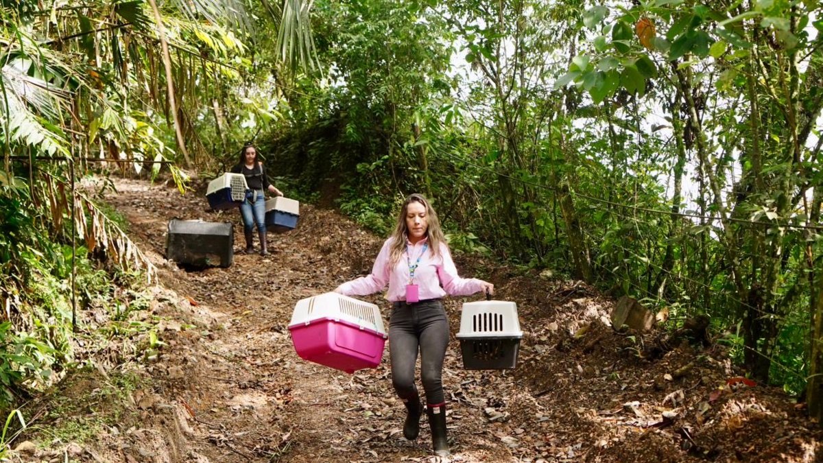 Liberan 46 animales silvestres tras operativos contra el tráfico ilegal en Cundinamarca