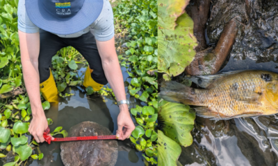 atribuyen el fenómeno a vertimientos y baja de oxígeno en el agua