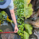atribuyen el fenómeno a vertimientos y baja de oxígeno en el agua