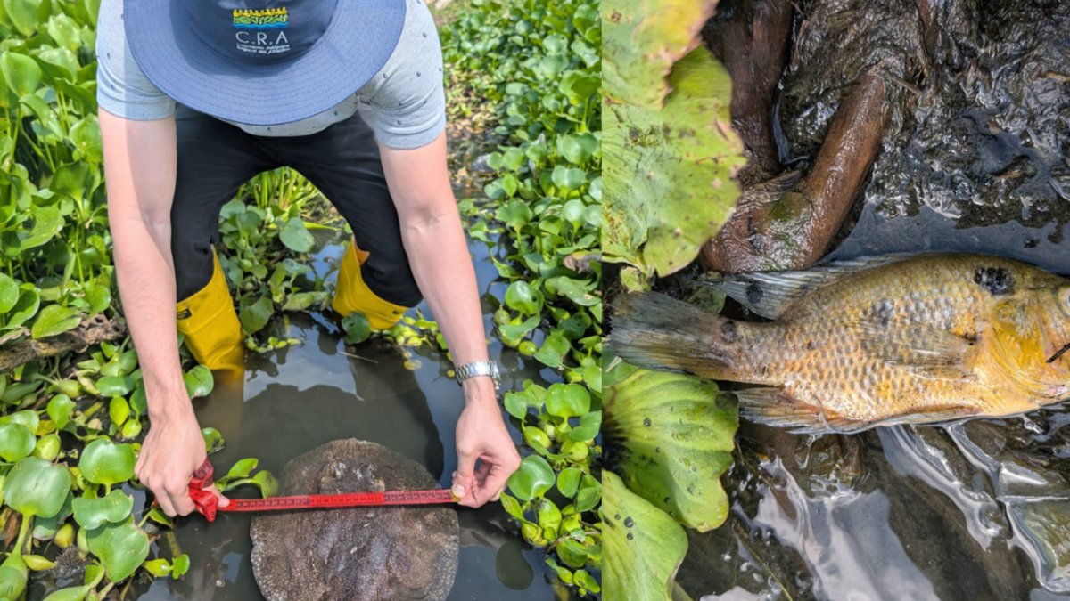 atribuyen el fenómeno a vertimientos y baja de oxígeno en el agua