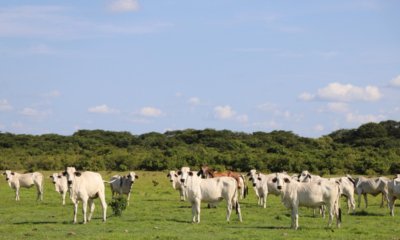 60 fincas ya cambian el modelo productivo y apuntan a transformar 800.000 hectáreas