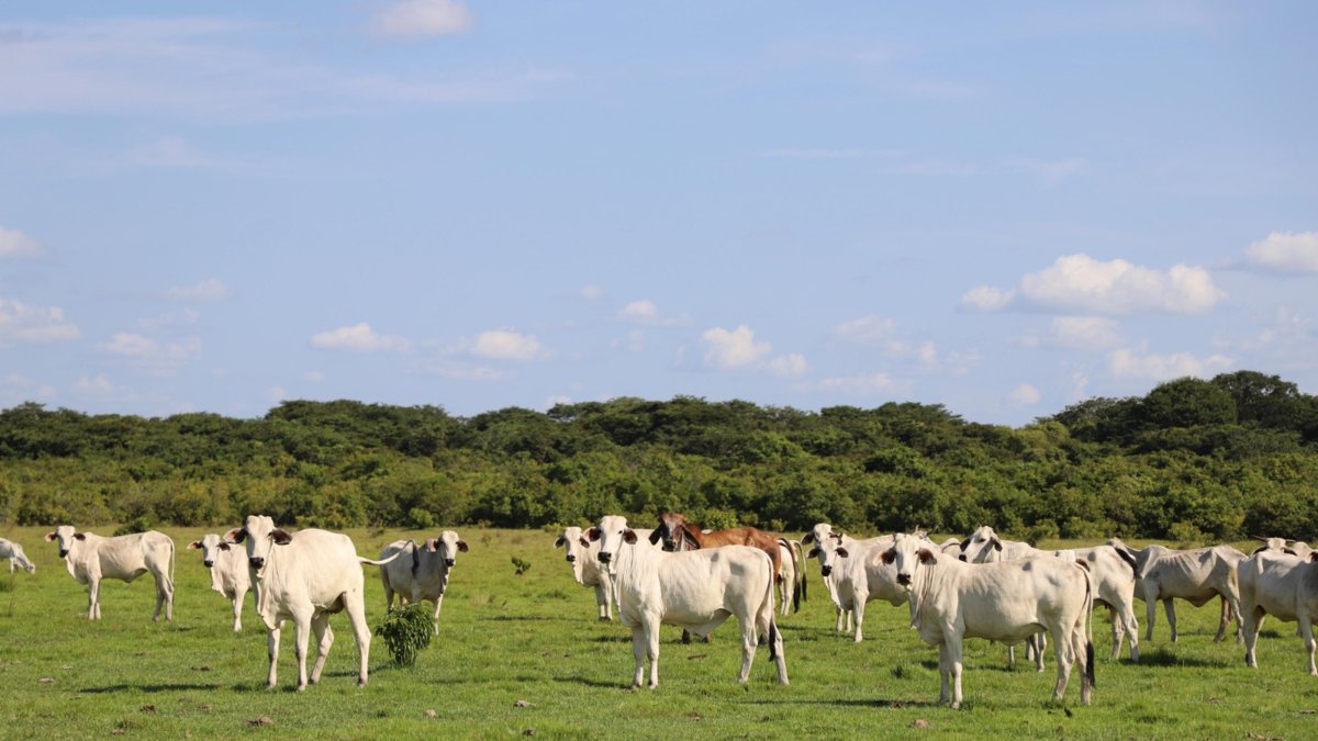 60 fincas ya cambian el modelo productivo y apuntan a transformar 800.000 hectáreas
