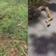 Boa constrictor fue captada en una finca del municipio de San Carlos, Antioquia