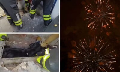 Bomberos salvan a un perro atrapado en un conducto de aguas lluvias en Pasto: salió corriendo debido al uso de pólvora