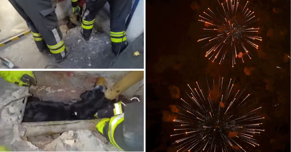 Bomberos salvan a un perro atrapado en un conducto de aguas lluvias en Pasto: salió corriendo debido al uso de pólvora