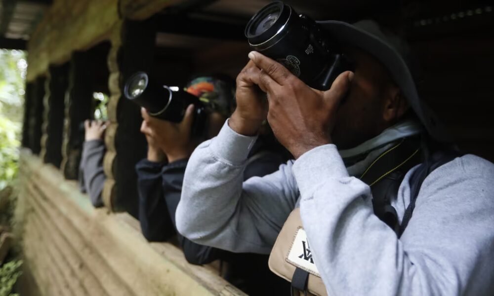 Comenzó la temporada de avistamiento de aves en Valle del Cauca: estos son los destinos y especies imperdibles