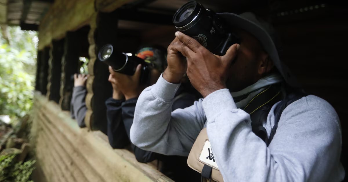 Comenzó la temporada de avistamiento de aves en Valle del Cauca: estos son los destinos y especies imperdibles