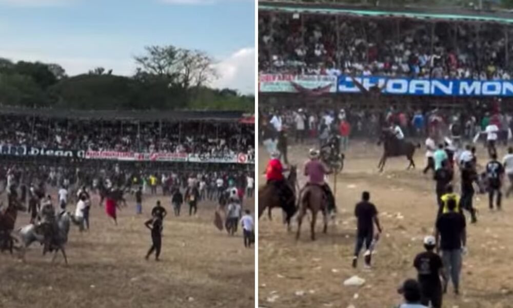 Corralejas en Caucasia: desde la Alcaldía confirmaron a pesar de los lesionados, se cumplió con la normativa