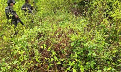 Ejército destruyó sembradío de hoja de coca en zona rural de Chocó: había más de 3.000 plantas