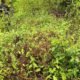 Ejército destruyó sembradío de hoja de coca en zona rural de Chocó: había más de 3.000 plantas