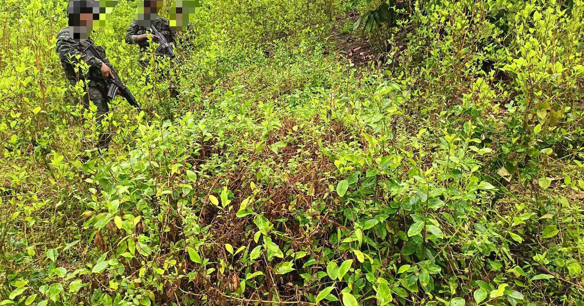 Ejército destruyó sembradío de hoja de coca en zona rural de Chocó: había más de 3.000 plantas