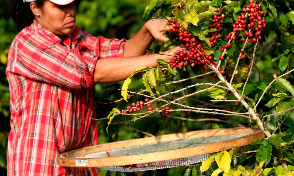 El café colombiano gana terreno en Europa Central: alianzas directas generarán oportunidades para regiones clave del país
