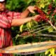 El café colombiano gana terreno en Europa Central: alianzas directas generarán oportunidades para regiones clave del país
