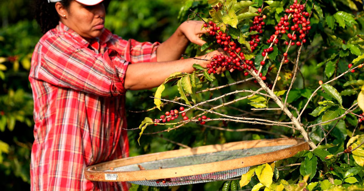 El café colombiano gana terreno en Europa Central: alianzas directas generarán oportunidades para regiones clave del país