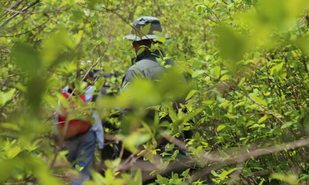 En Antioquia solo hubo una operación contra coca en 2025 y fue en Amalfí: alerta por 23.000 hectáreas sembradas