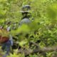 En Antioquia solo hubo una operación contra coca en 2025 y fue en Amalfí: alerta por 23.000 hectáreas sembradas