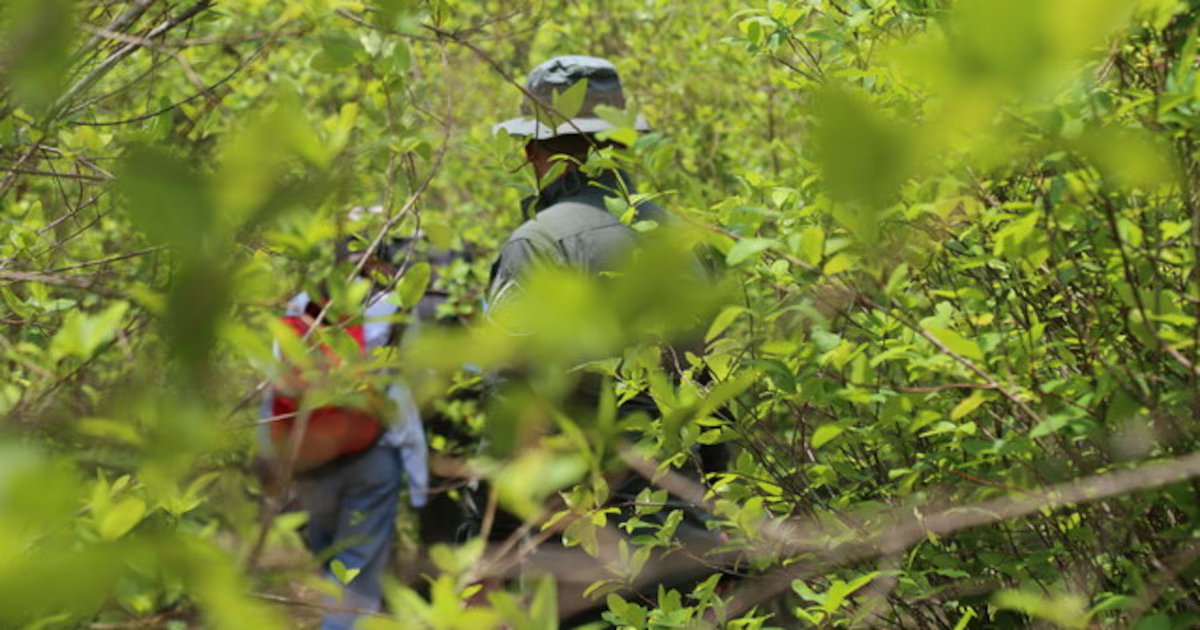 En Antioquia solo hubo una operación contra coca en 2025 y fue en Amalfí: alerta por 23.000 hectáreas sembradas