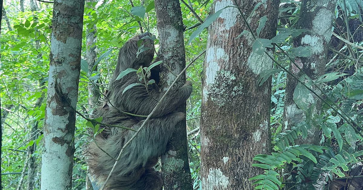 En imágenes: Osa perezosa y su cría regresan sanas a un bosque húmedo tropical tras ser rescatadas en Cundinamarca