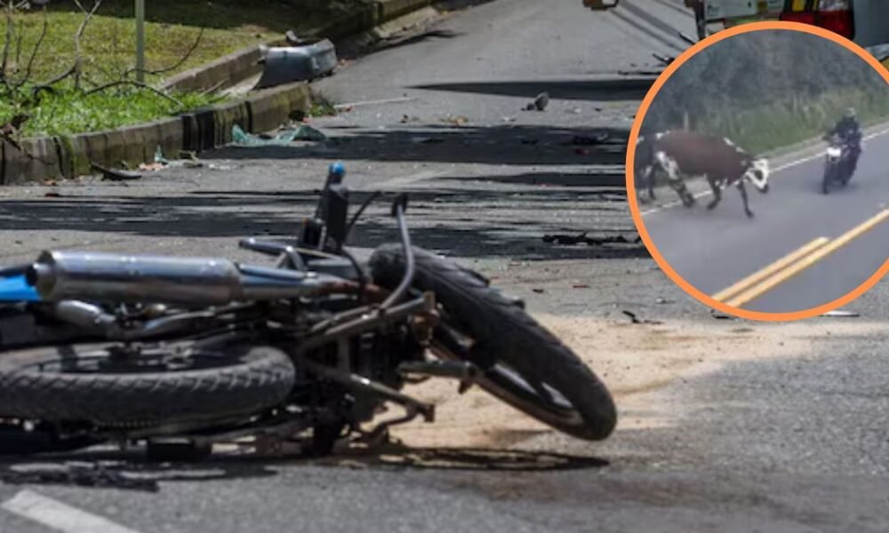 En video quedó impactante accidente entre un motociclista y una vaca en las vías de Cundinamarca