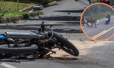 En video quedó impactante accidente entre un motociclista y una vaca en las vías de Cundinamarca