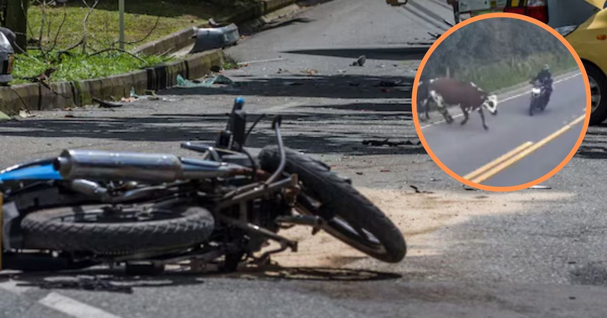 En video quedó impactante accidente entre un motociclista y una vaca en las vías de Cundinamarca