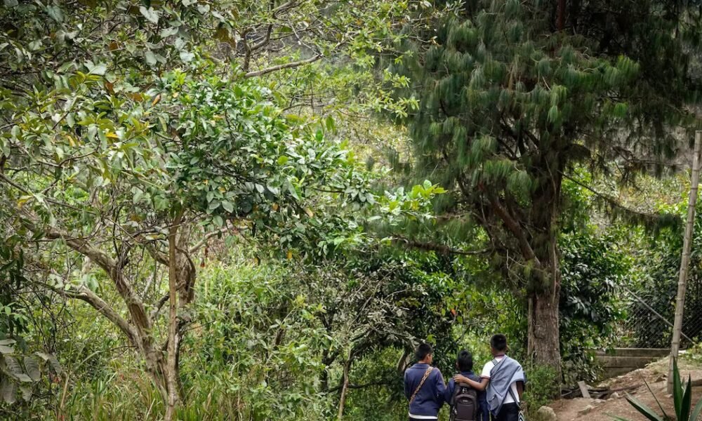 OCHA alerta por más de “800 personas desplazadas” y confinamiento en El Tarra tras enfrentamientos armados