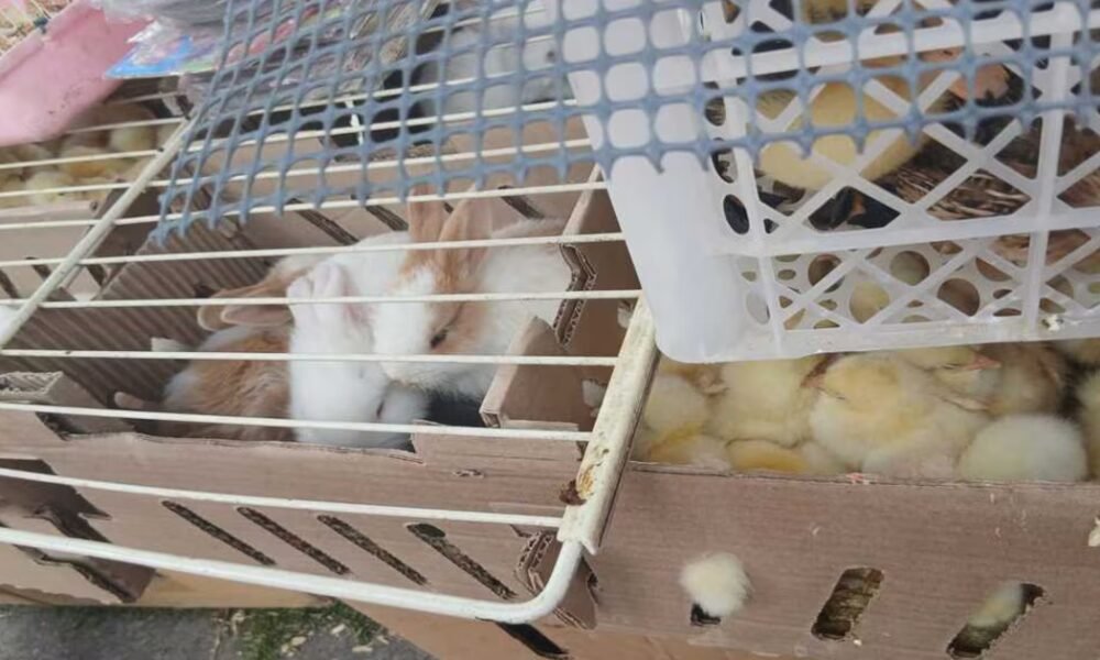 Rescatan a más de 400 animales vendidos ilegalmente en el centro de Bogotá: sancionaron a los responsables